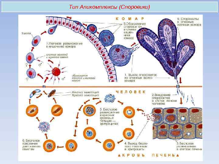 Тип Апикомплексы (Споровики) 