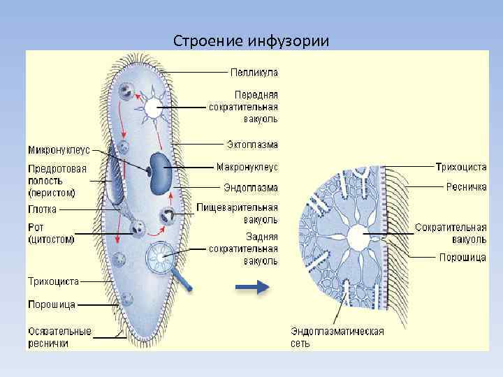 Строение и передвижение инфузории. Строение пелликулы инфузории. Инфузория туфелька Кортекс. Строение реснички инфузории. Строение кортекса инфузорий.