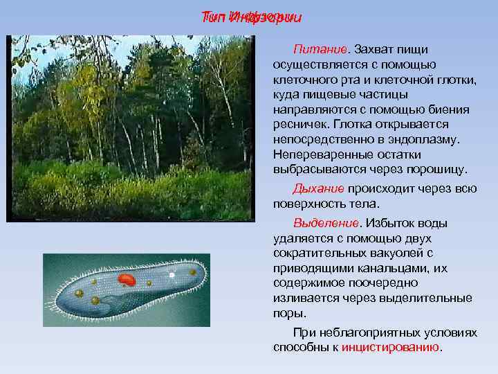 Тип Инфзории Тип Инфузории Питание. Захват пищи осуществляется с помощью клеточного рта и клеточной