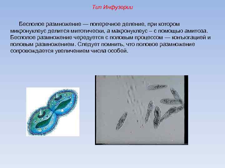 Тип Инфузории Бесполое размножение — поперечное деление, при котором микронуклеус делится митотически, а макронуклеус