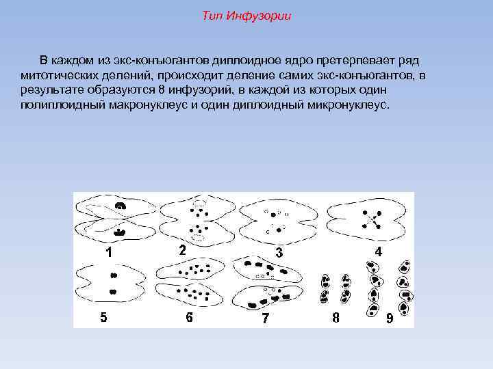 Совокупность генов в диплоидном наборе хромосом