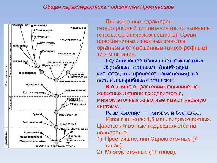 Общая характеристика подцарства Простейшие Для животных характерен гетеротрофный тип питания (использование готовых органических веществ).