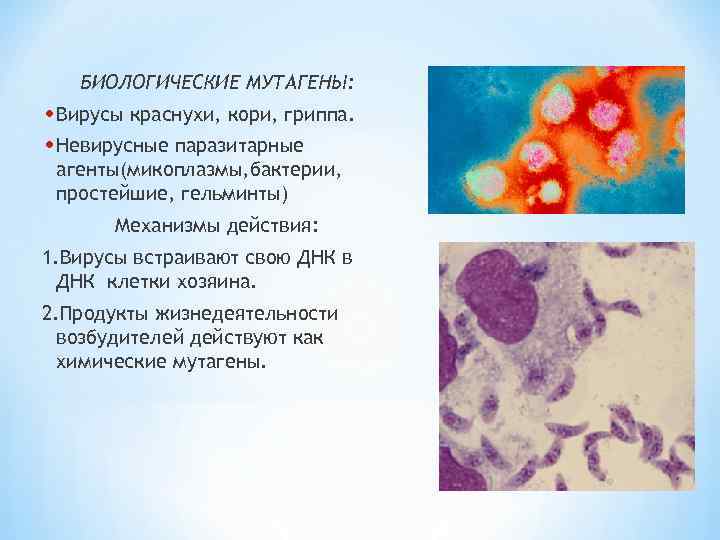 БИОЛОГИЧЕСКИЕ МУТАГЕНЫ: • Вирусы краснухи, кори, гриппа. • Невирусные паразитарные агенты(микоплазмы, бактерии, простейшие, гельминты)