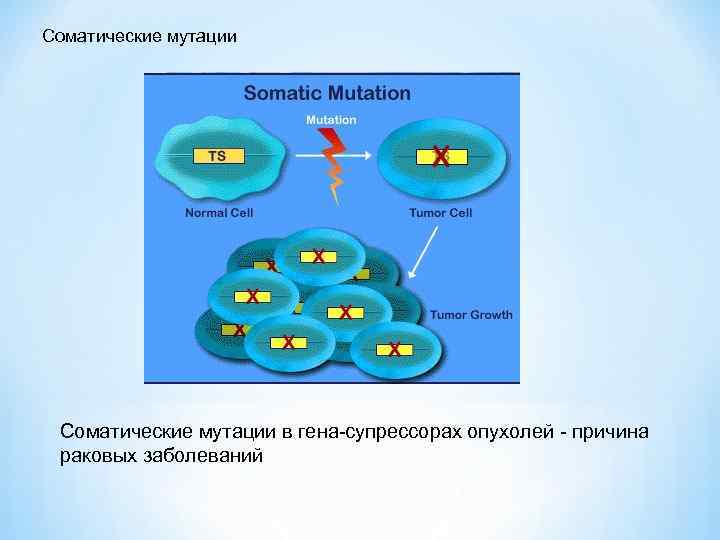 В соматической клетке лисицы содержится. Соматические мутации примеры. Теория соматических мутаций. Соматический Тип мутации. Мутации в соматических клетках примеры.