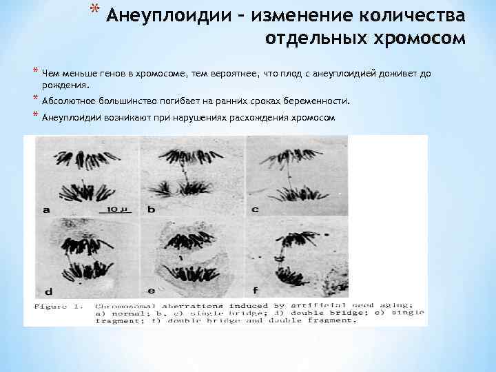 * Анеуплоидии – изменение количества отдельных хромосом * Чем меньше генов в хромосоме, тем