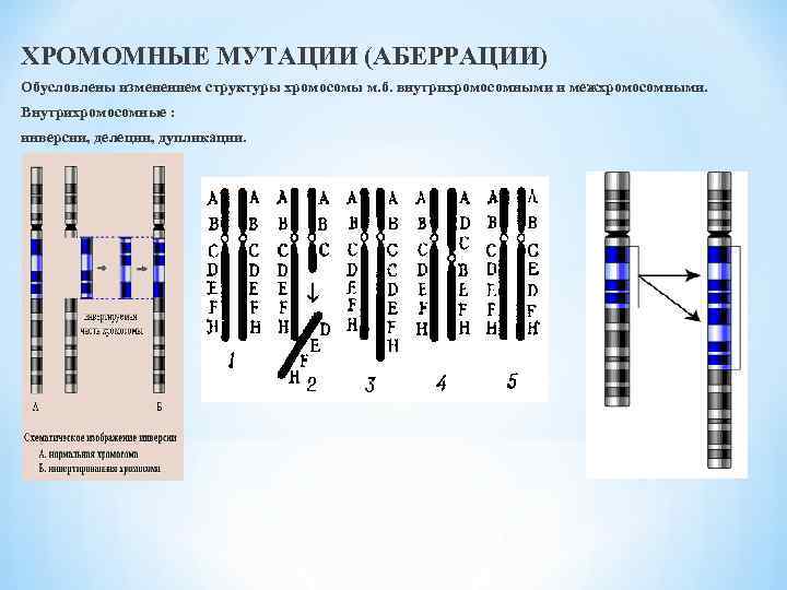 ХРОМОМНЫЕ МУТАЦИИ (АБЕРРАЦИИ) Обусловлены изменением структуры хромосомы м. б. внутрихромосомными и межхромосомными. Внутрихромосомные :