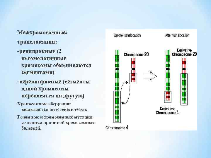 Рассмотрите фотографии хромосомных мутаций делеции инверсии дупликации