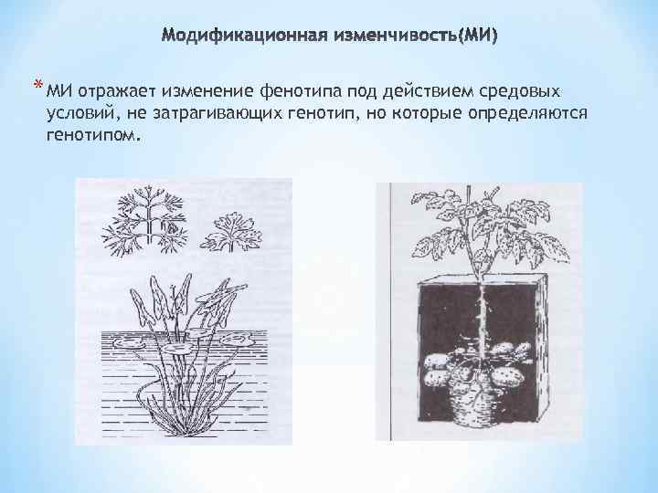 * МИ отражает изменение фенотипа под действием средовых условий, не затрагивающих генотип, но которые