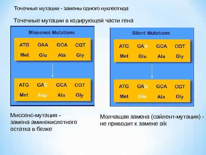 Точечные мутации - замены одного нуклеотида Точечные мутации в кодирующей части гена Миссенс-мутация замена