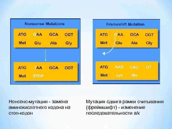 Нонсенс-мутация - замена аминокислотного кодона на стоп-кодон Мутация сдвига рамки считывания (фреймшифт) - изменение
