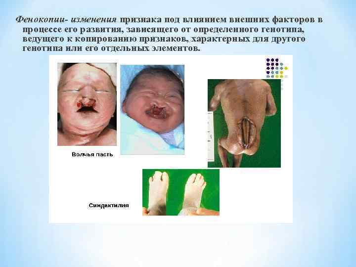 Фенокопии- изменения признака под влиянием внешних факторов в процессе его развития, зависящего от определенного