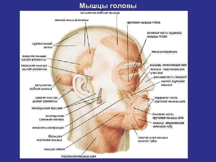      Мышцы шеи. Топографически подразделяют на поверхностные, срединные и глубокие.