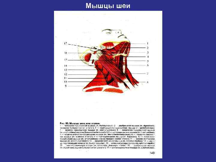     Мышцы туловища. Топографически подразделяют на мышцы спины,  груди и