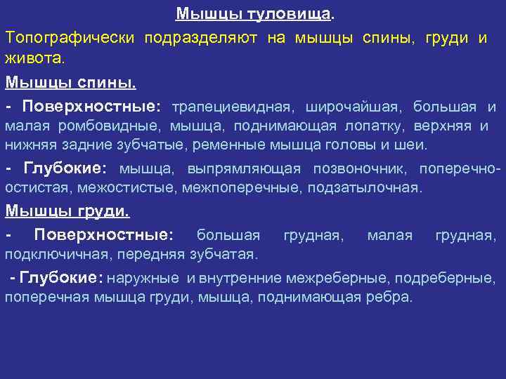 Мышцы спины 