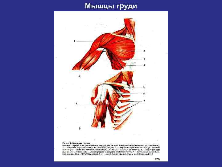 Основные дыхательные мышцы - диафрагма и межреберные. Диафрагма (грудобрюшная преграда) – тонкая,  изогнутая