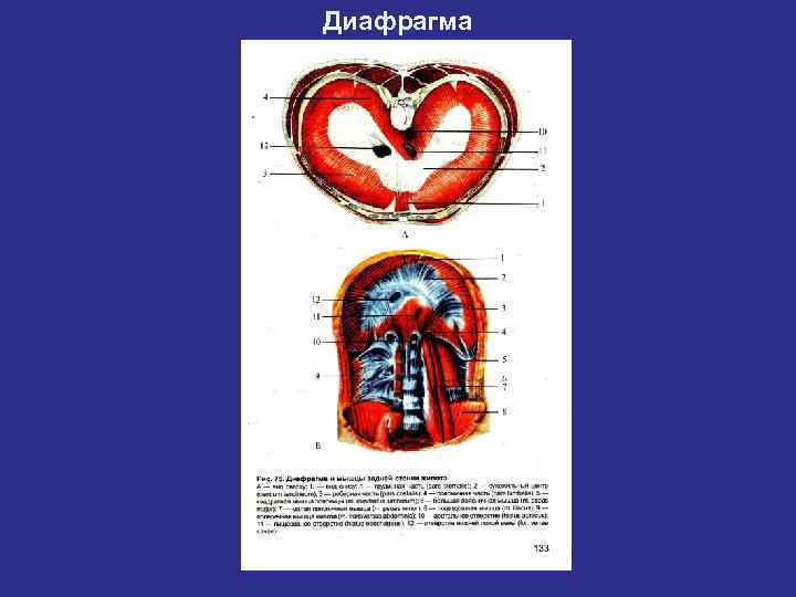 Мышцы живота. - Мышцы I группы (передней стенки):  прямая мышца живота,  пирамидальная.