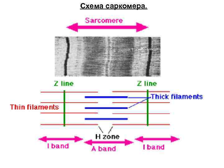 Схема саркомера.  