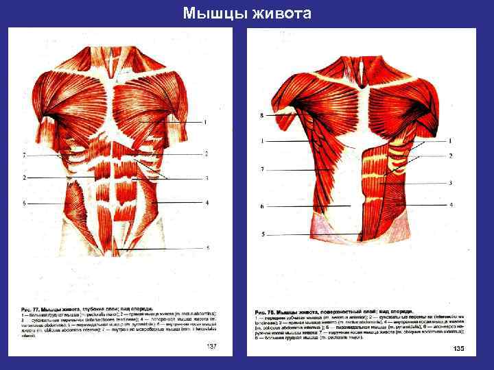     Мышцы верхней конечности. Мышцы  плечевого пояса: дельтовидная,  надостная,