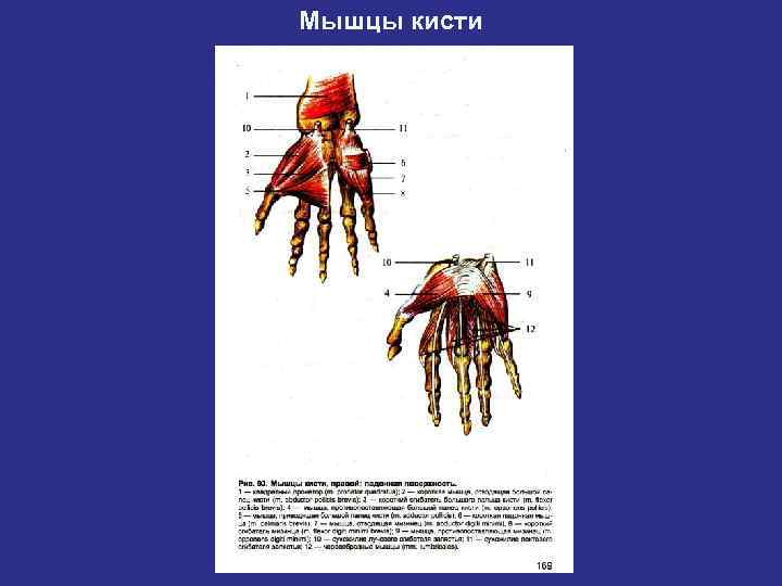    Мышцы нижней конечности. Мышцы таза - передняя группа: подвздошно-поясничная, малая поясничная,