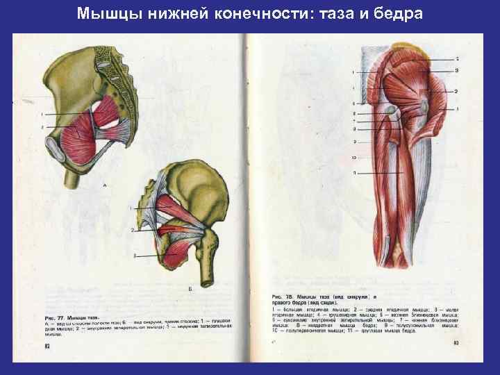 Моторная единица мышцы это