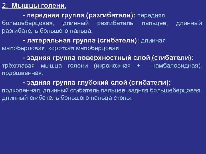 Мышцы бедра и голени 