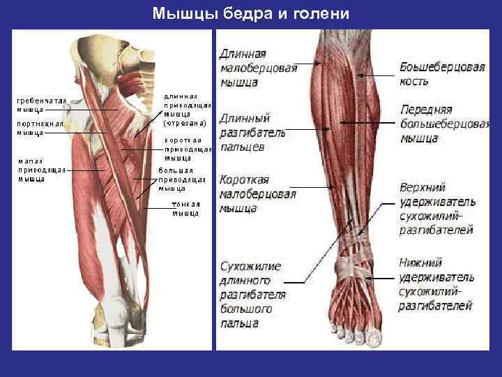 Разгибатель голени. Мышцы сгибатели стопы. Мышцы разгибатели голени. Сухожилия разгибателей пальцев стопы.