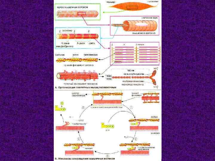     Строение скелетной мышцы. Мышца имеет головку, брюшко, хвост (сухожилие), 