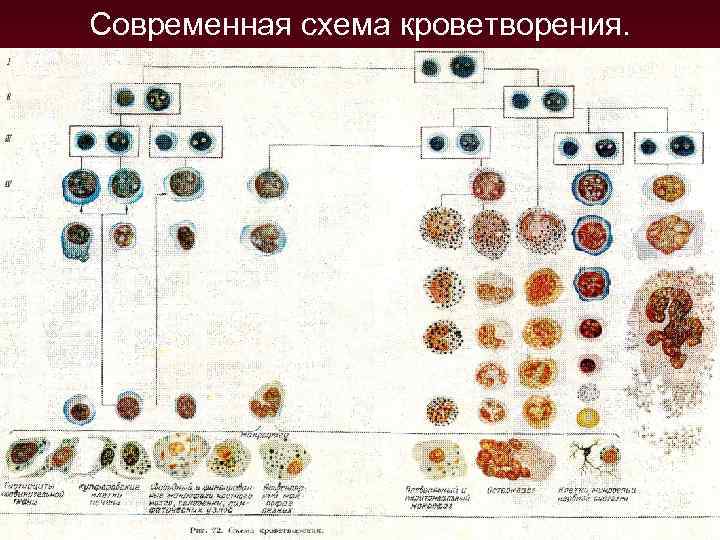 Гемопоэз схема кроветворения