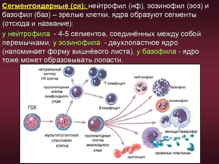 Схема созревания нейтрофилов