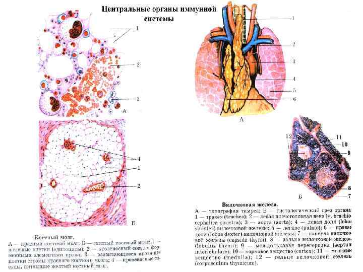 Схема кроветворения по воробьеву