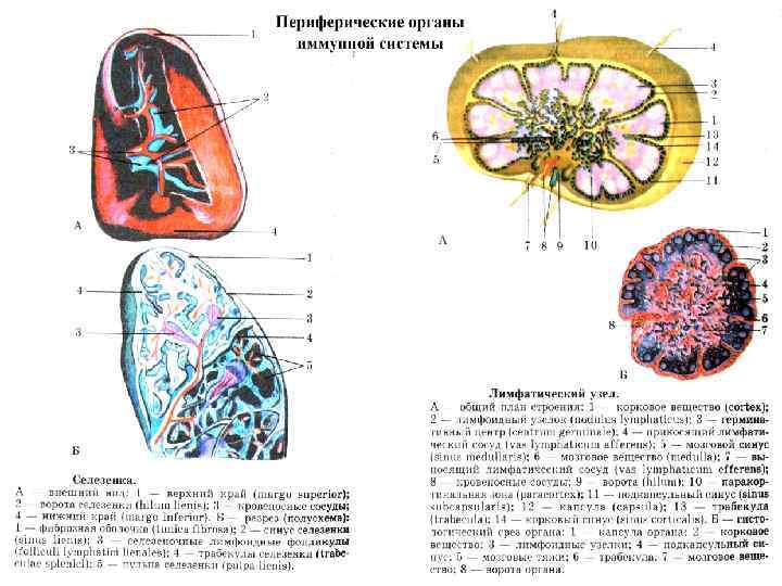 Гемопоэз схема кроветворения