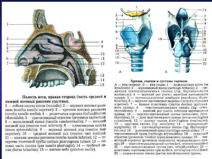 Гортань вид спереди рисунок с подписями