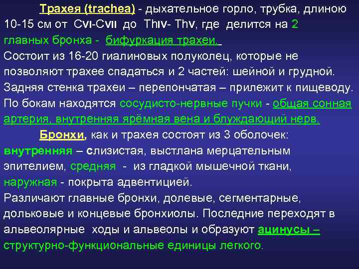 Трахея (trachea) - дыхательное горло, трубка, длиною 10 -15 см от CVI-CVII до Th.
