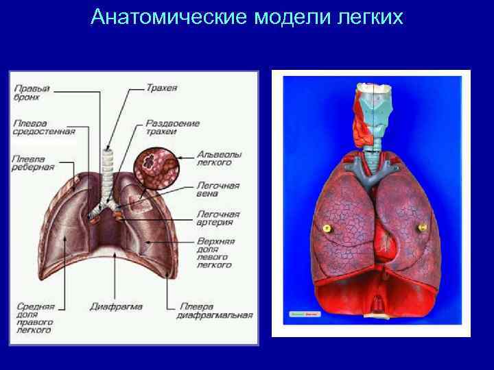 Модель легких. Легкие нормальная анатомия. Макет легкого. Легкие макеты. Строение легкого на макете.