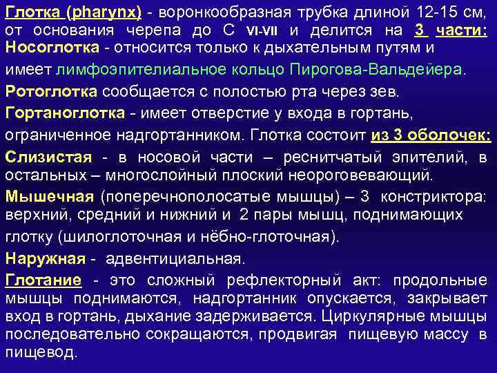 Глотка (pharynx) - воронкообразная трубка длиной 12 -15 см, от основания черепа до С