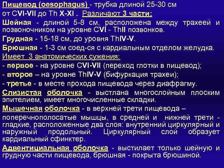 Пищевод (oesophagus) - трубка длиной 25 -30 см от CVI-VII до Th X-XI. Различают