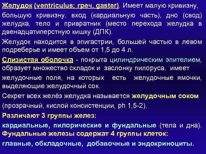 Желудок (ventriculus; греч. gaster). Имеет малую кривизну, большую кривизну, вход (кардиальную часть), дно (свод)