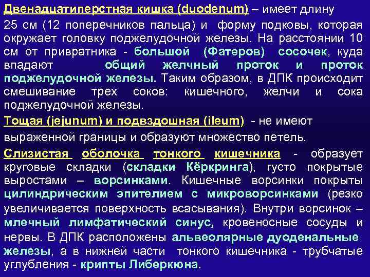 Двенадцатиперстная кишка (duodenum) – имеет длину 25 см (12 поперечников пальца) и форму подковы,