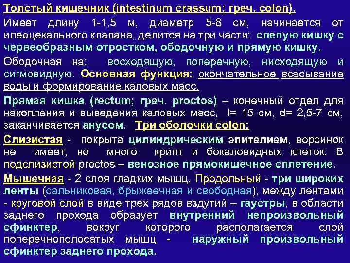 Толстый кишечник (intestinum crassum; греч. colon). Имеет длину 1 -1, 5 м, диаметр 5