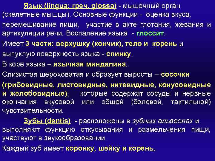Язык (lingua; греч. glossa) - мышечный орган (скелетные мышцы). Основные функции - оценка вкуса,