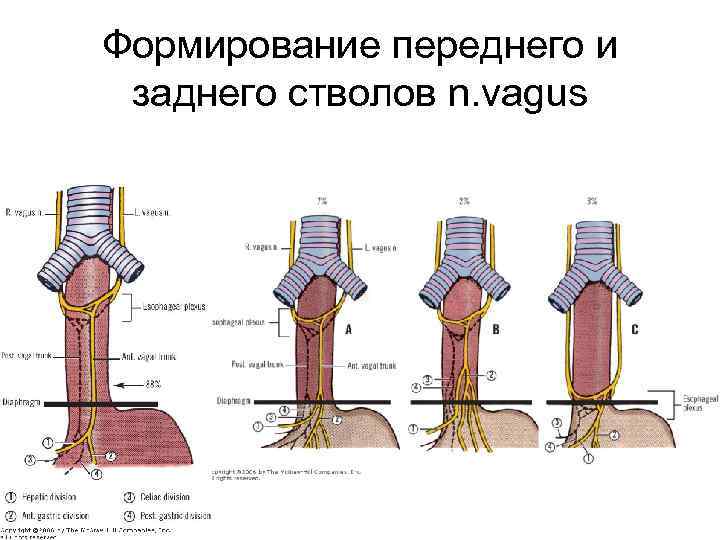 Формирование переднего и заднего стволов n. vagus 