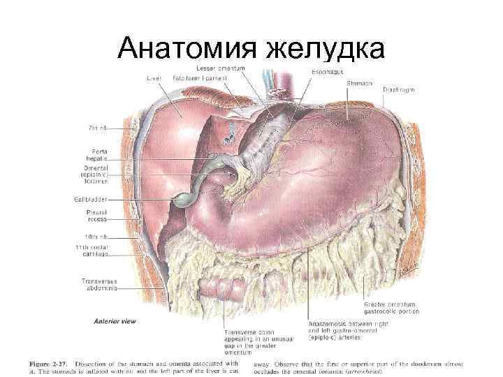 Анатомия желудка 