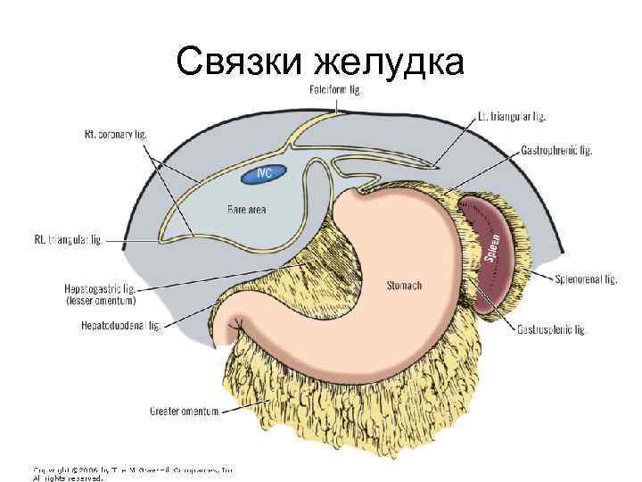 Связки желудка 