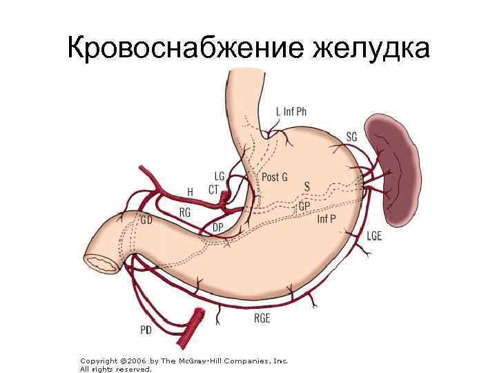 Кровоснабжение желудка 