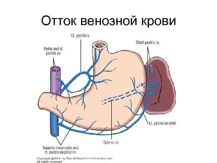 Отток венозной крови 