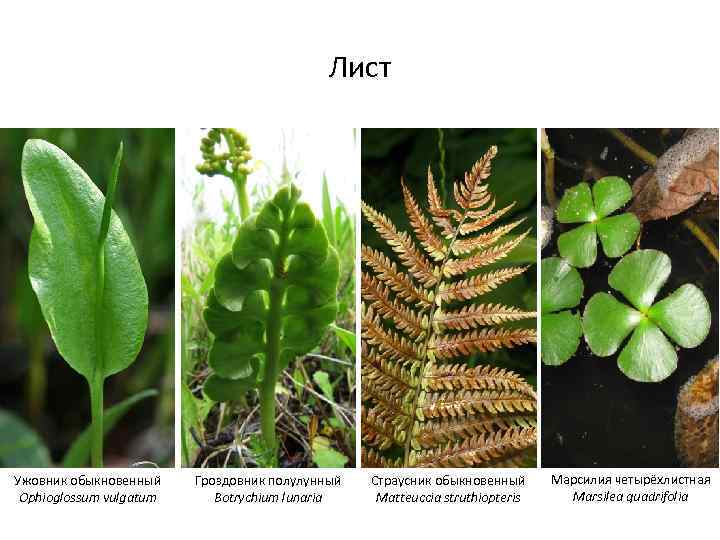 Лист Ужовник обыкновенный Ophioglossum vulgatum Гроздовник полулунный Botrychium lunaria Страусник обыкновенный Matteuccia struthiopteris Марсилия