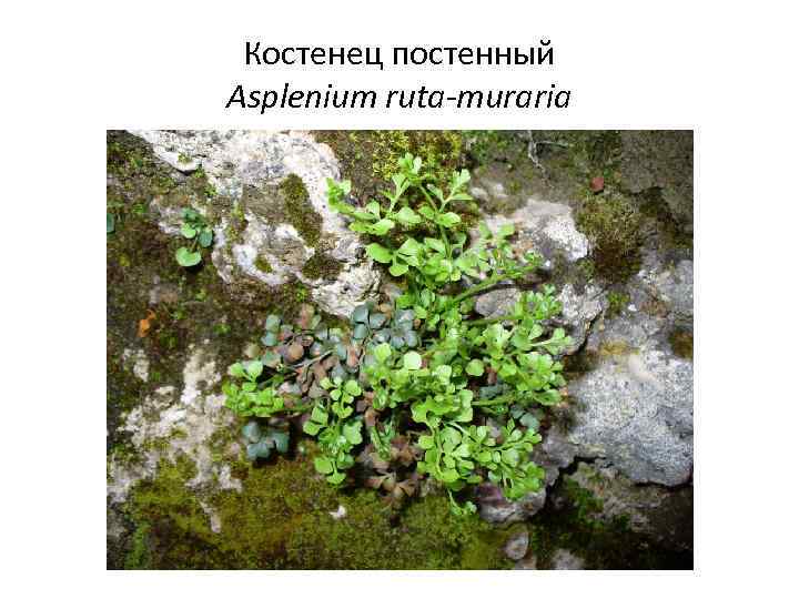 Костенец постенный Asplenium ruta-muraria 