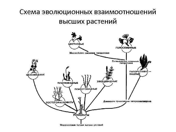 Схема эволюционных взаимоотношений высших растений 