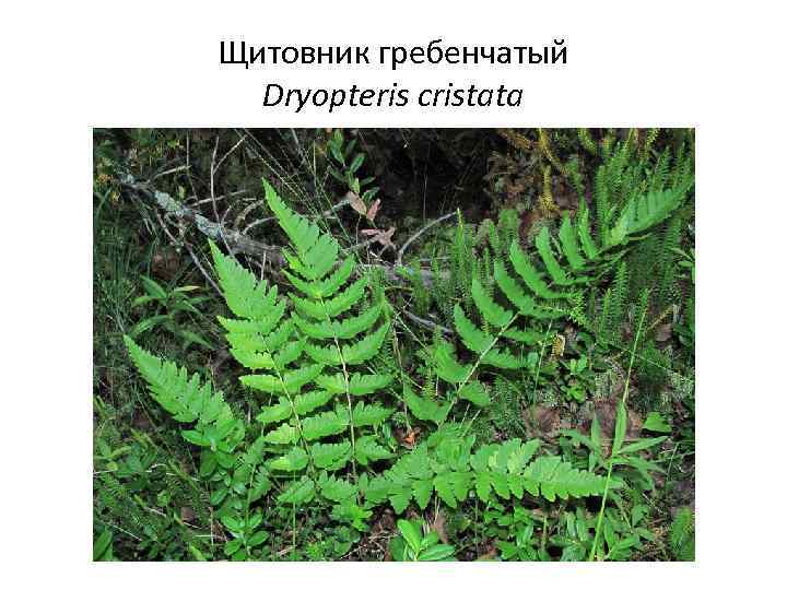 Щитовник гребенчатый Dryopteris cristata 