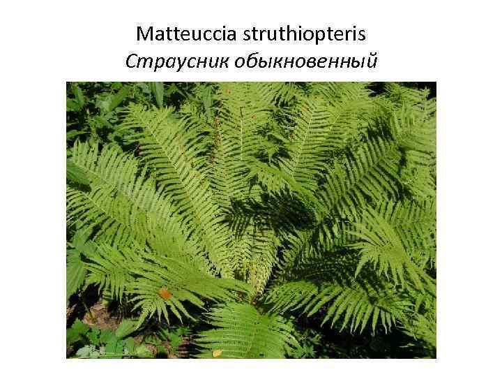 Matteuccia struthiopteris Страусник обыкновенный 